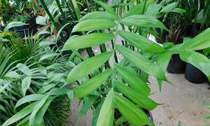 CHAMAEDOREA MICROSPADIX SEMI-DWARF SUCKERING BAMBOO PALM