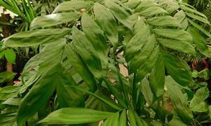 CHAMAEDOREA MICROSPADIX A SEMI-DWARF TYPE OF BAMBOO PALM