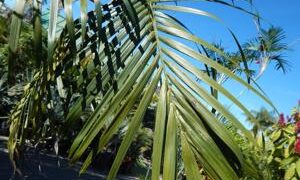 CHAMAEDOREA RADICALIS TRUNKING FORM