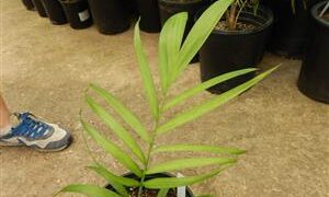 CHAMAEDOREA SCHIPPII AN ALMOST UNKNOWN AND NEVER AVAILABLE SPECIES