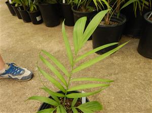 CHAMAEDOREA SCHIPPII AN ALMOST UNKNOWN AND NEVER AVAILABLE SPECIES