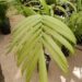CHAMAEDOREA TEPEJILOTE SINGLE TRUNK, TALL SHADE-LOVING PINNATE PALM