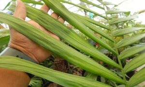 CHAMAEDOREA TEPEJILOTE SINGLE TRUNK PINNATE PALM THAT GETS TALL SHADE-LOVING  – DARK GREEN RINGED TRUNK