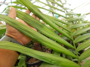 CHAMAEDOREA TEPEJILOTE SINGLE TRUNK PINNATE PALM THAT GETS TALL SHADE-LOVING  – DARK GREEN RINGED TRUNK