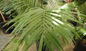 CHAMAEDOREA TRUNKING RADICALIS MEDIUM HEIGHT MATURE – THIN TRUNKS