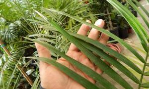 CHAMAEDOREA TRUNKING RADICALIS MEDIUM HEIGHT MATURE – THIN TRUNKS