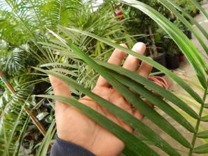 CHAMAEDOREA TRUNKING RADICALIS MEDIUM HEIGHT MATURE – THIN TRUNKS