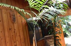 CHAMAEDOREA WOODSONIANA TALL, THICK TRUNK, BEAUTIFUL GREEN PINNATE PALM