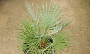 CHAMAEROPS CERIFERA NATIVE TO MOROCCO THE SEMI-DWARF “BLUE MED FAN”
