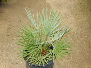 CHAMAEROPS CERIFERA NATIVE TO MOROCCO THE SEMI-DWARF “BLUE MED FAN”