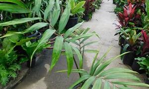 CHAMBEYRONIA MACROCARPA THE FLAME THROWER PALM NEW RED EMERGING LEAF