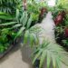 CHAMBEYRONIA MACROCARPA THE FLAME THROWER PALM NEW RED EMERGING LEAF