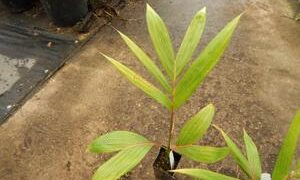 CHAMBEYRONIA MACROCARPA THE FLAME THROWER PALM NEW RED EMERGING LEAF