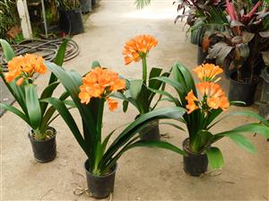 CLIVIA MINIATA