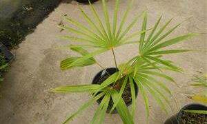 COCCOTHRINAX BARBADENSIS MEDIUM SIZED, NARROW TRUNK