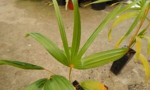 COCCOTHRINAX BARBADENSIS MEDIUM SIZED, NARROW TRUNK