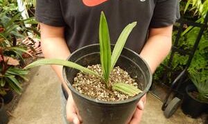 COPERNICIA HOSPITA THE BLUE CUBAN WAX PALM