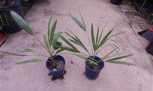 COPERNICIA PRUNIFERA THE CARNUBA WAX PALM