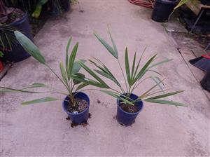 COPERNICIA PRUNIFERA THE CARNUBA WAX PALM