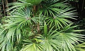 CRYOSOPHILA STAURACANTHA SMALL TO MEDIUM SIZED TROPICAL FAN PALM