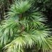 CRYOSOPHILA STAURACANTHA SMALL TO MEDIUM SIZED TROPICAL FAN PALM