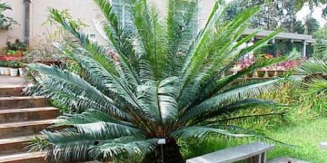CYCAS GUIZHOUENSIS RARE SMALL TO MEDIUM SIZED CHINESE CYCAD