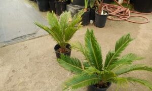 CYCAS REVOLUTA – THE SAGO PALM MOST POPULAR CYCAD IN THE WORLD