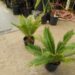 CYCAS REVOLUTA – THE SAGO PALM MOST POPULAR CYCAD IN THE WORLD