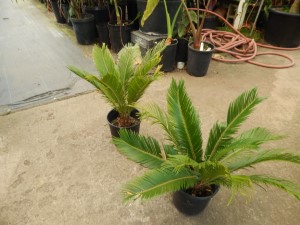 CYCAS REVOLUTA – THE SAGO PALM MOST POPULAR CYCAD IN THE WORLD