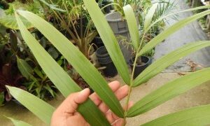 CYPHOPHOENIX ELEGANS THE ELEGANT PALM