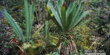 DIOON EDULE BLUE QUERETERO VARIETY