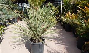 DAYLIRION WHEELERI THE DESERT SPOON