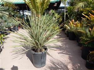 DAYLIRION WHEELERI THE DESERT SPOON