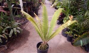 DIOON MEJIAE AN ATTRACTIVE MEDIUM SIZED CYCAD