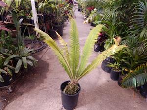 DIOON MEJIAE AN ATTRACTIVE MEDIUM SIZED CYCAD