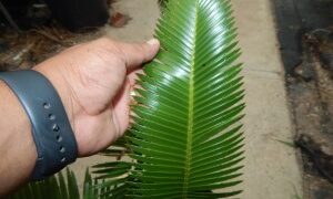 DIOON MEROLAE SLOW GROWING SMALL TO MEDIUM SIZED CYCAD