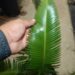 DIOON MEROLAE SLOW GROWING SMALL TO MEDIUM SIZED CYCAD