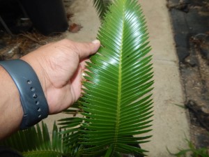 DIOON MEROLAE SLOW GROWING SMALL TO MEDIUM SIZED CYCAD
