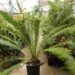 DIOON SPINULOSUM A CUSTOMER FAVORITE CYCAD