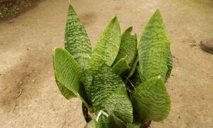 DRACENA TRIFASCIATA THE SNAKE PLANT