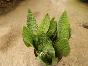 DRACENA TRIFASCIATA THE SNAKE PLANT
