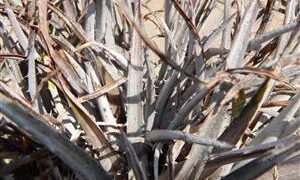 DYCKIA SPECIES RARE COLD HARDY TERRESTRIAL BROMELIAD