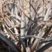 DYCKIA SPECIES RARE COLD HARDY TERRESTRIAL BROMELIAD