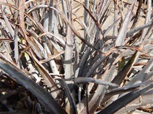 DYCKIA SPECIES RARE COLD HARDY TERRESTRIAL BROMELIAD