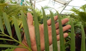 DYPSIS ARENARUM THE SAND PALM