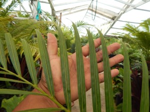 DYPSIS ARENARUM THE SAND PALM