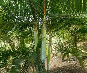 DYPSIS BARONII IDEAL RARE SUCKERING MADAGASCAR PALM