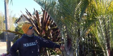 DYPSIS DECARYI THE TRIANGLE PALM