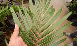 DYPSIS LEPTOCHEILOS THE TEDDY BEAR PALM