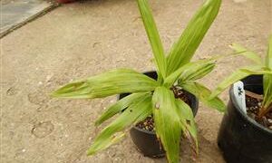 DYPSIS PEMBANA SINGLE TRUNK OR SUCKERING NATIVE TO PEMBA ISLAND